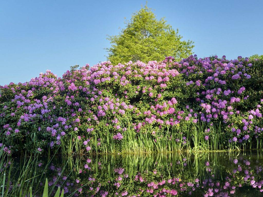 Voorbeeld tuin Fokker